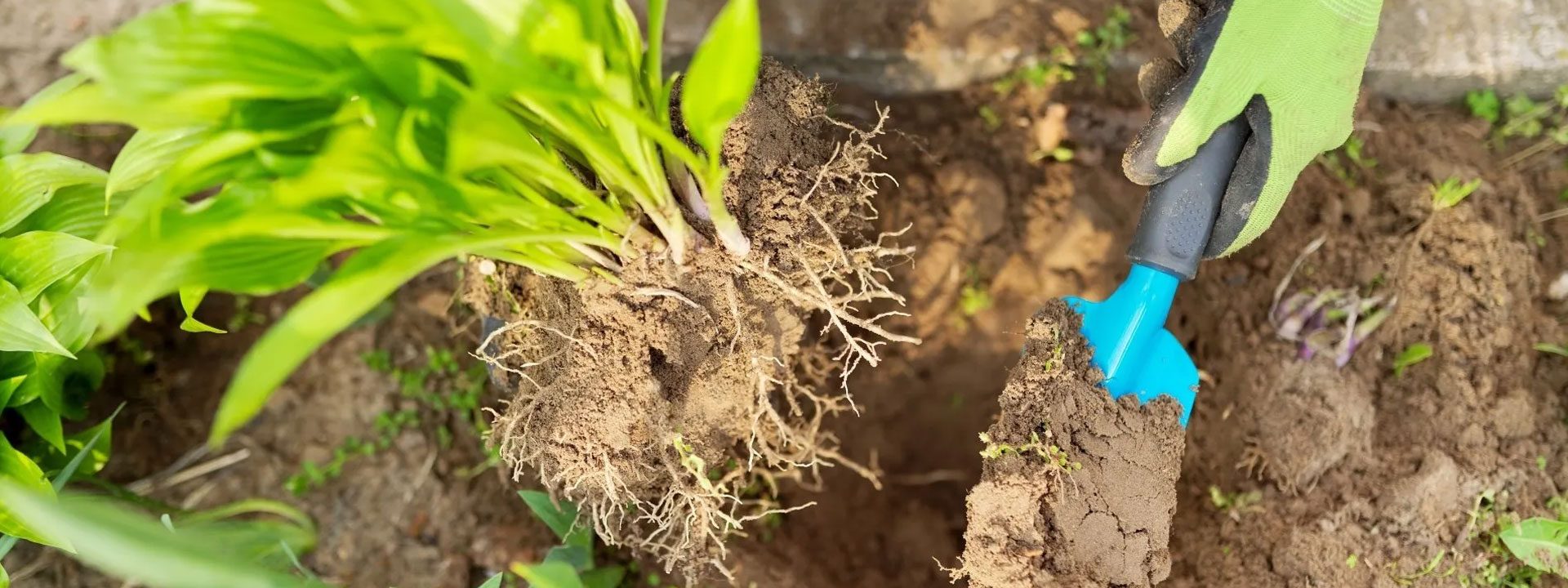 Entretien de jardin Golbey